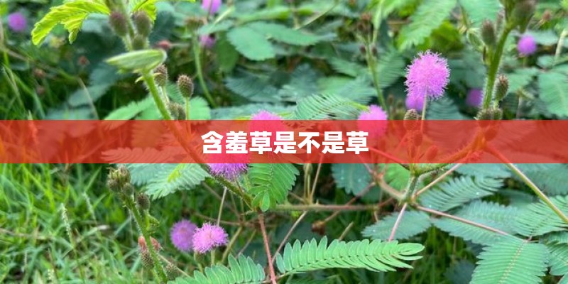 含羞草是不是草