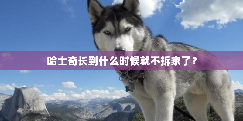 哈士奇长到什么时候就不拆家了？