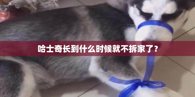 哈士奇长到什么时候就不拆家了？