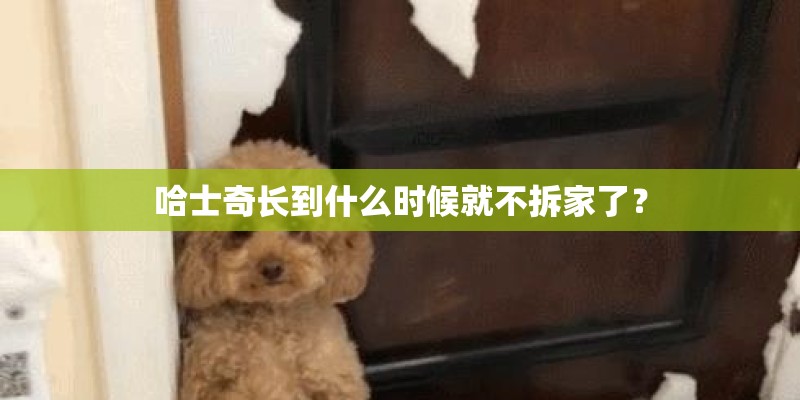 哈士奇长到什么时候就不拆家了？