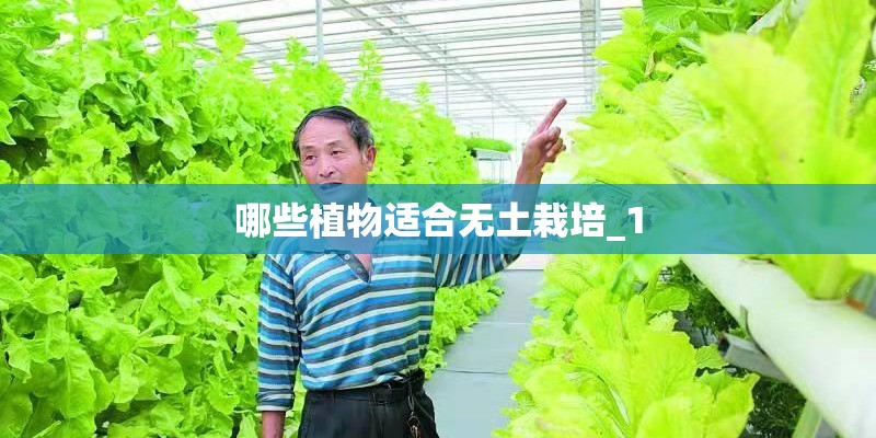 哪些植物适合无土栽培_1