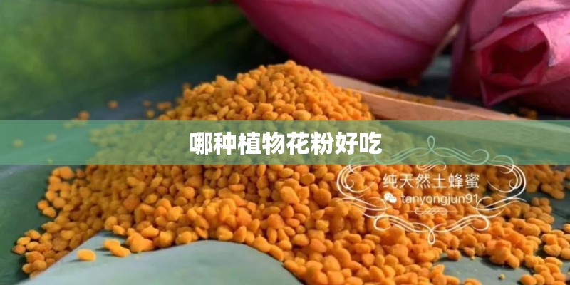 哪种植物花粉好吃