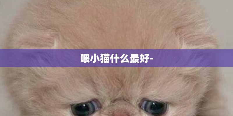 喂小猫什么最好-