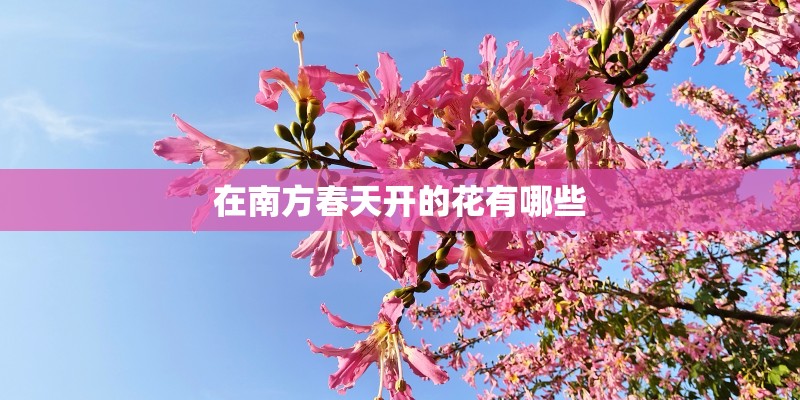 在南方春天开的花有哪些