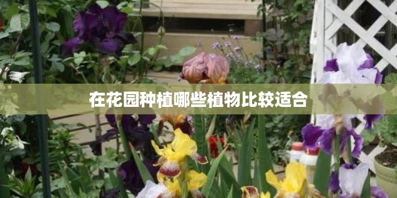 在花园种植哪些植物比较适合