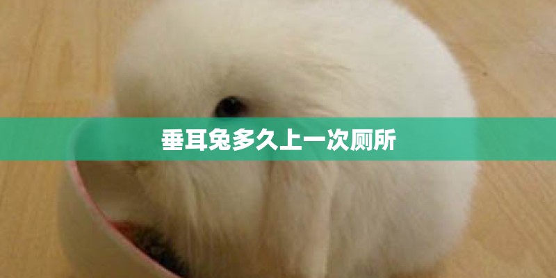 垂耳兔多久上一次厕所