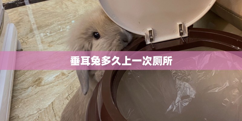 垂耳兔多久上一次厕所