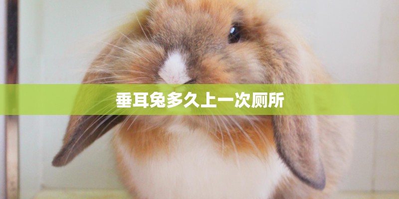 垂耳兔多久上一次厕所