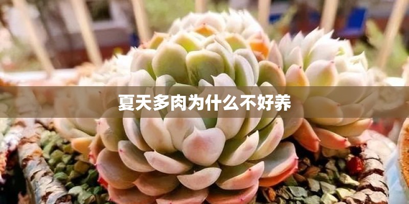 夏天多肉为什么不好养