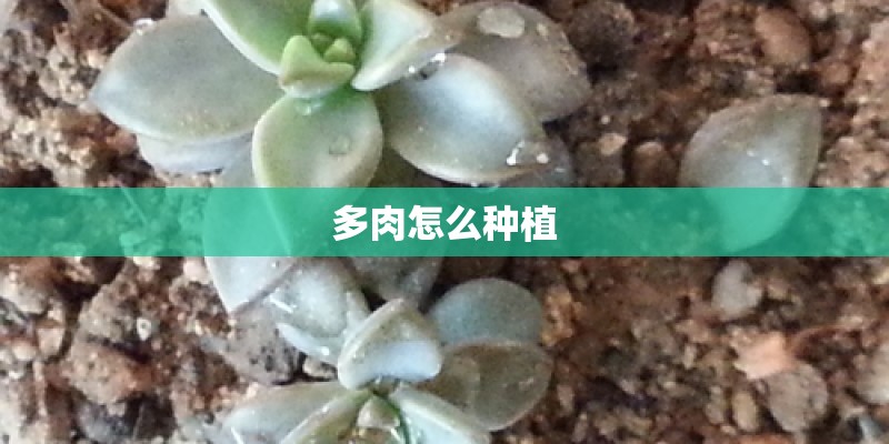 多肉怎么种植