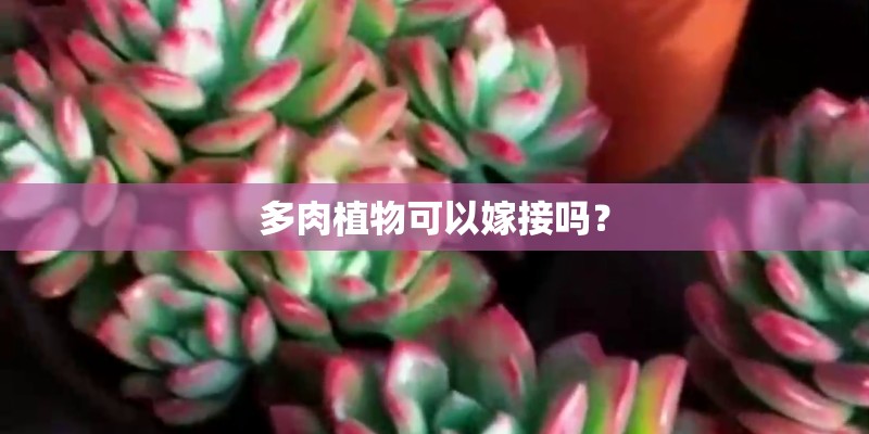 多肉植物可以嫁接吗？