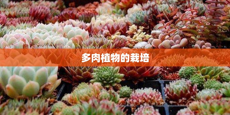 多肉植物的栽培