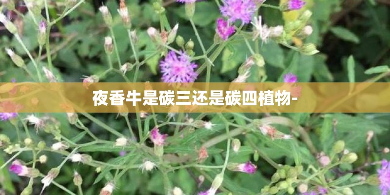 夜香牛是碳三还是碳四植物-