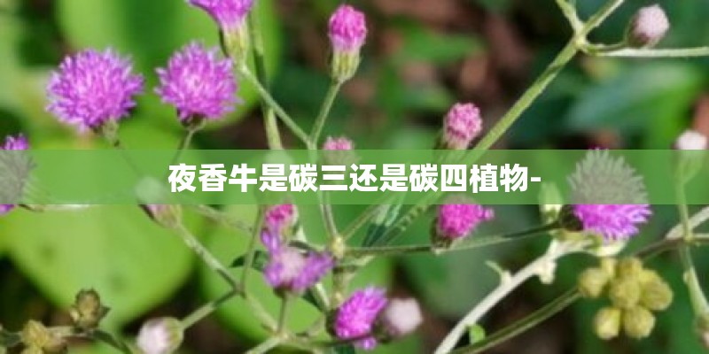 夜香牛是碳三还是碳四植物-