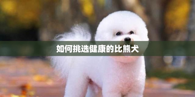 如何挑选健康的比熊犬