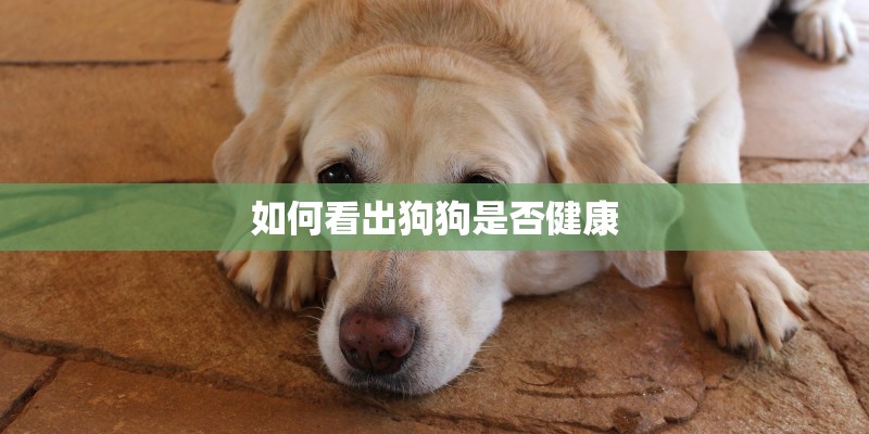 如何看出狗狗是否健康