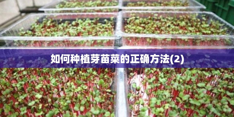 如何种植芽苗菜的正确方法(2)