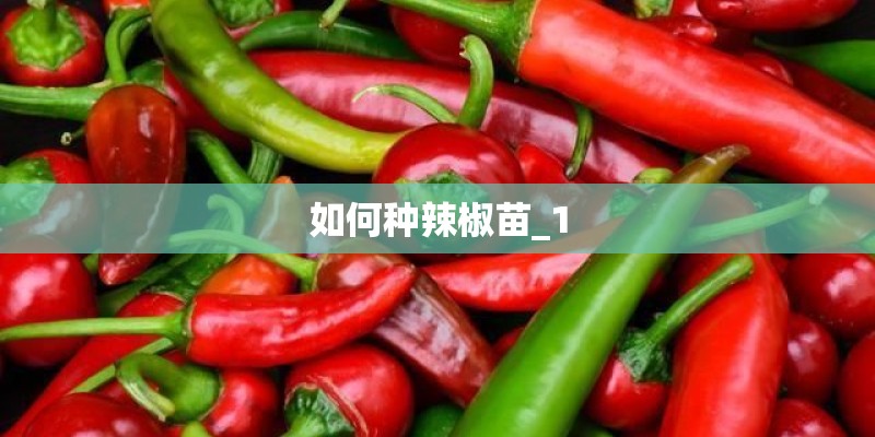 如何种辣椒苗_1