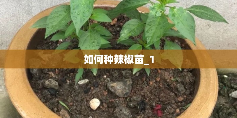 如何种辣椒苗_1
