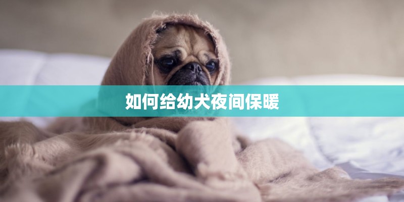 如何给幼犬夜间保暖