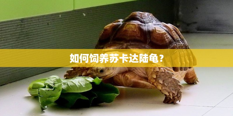 如何饲养苏卡达陆龟？