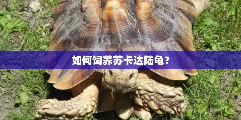 如何饲养苏卡达陆龟？