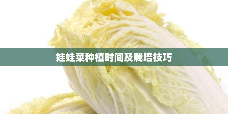 娃娃菜种植时间及栽培技巧