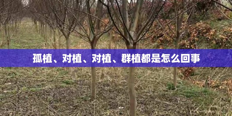 孤植、对植、对植、群植都是怎么回事
