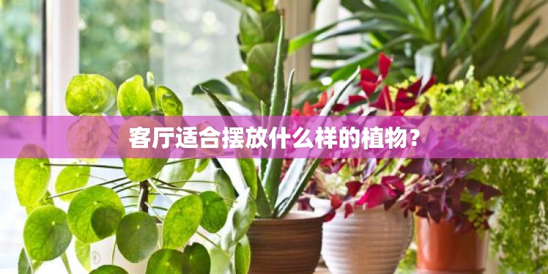 客厅适合摆放什么样的植物？