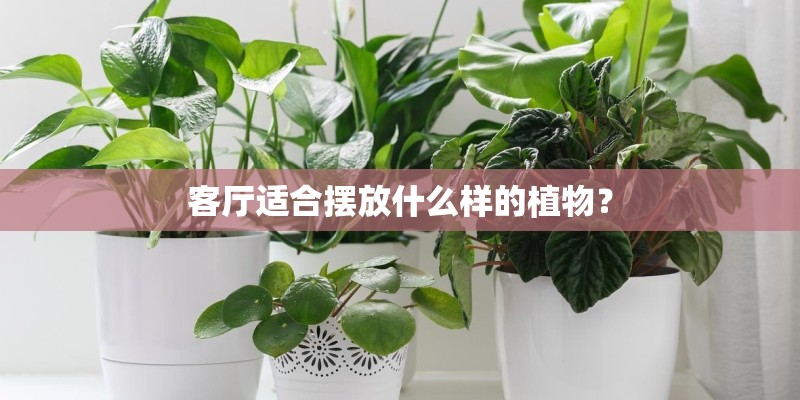 客厅适合摆放什么样的植物？