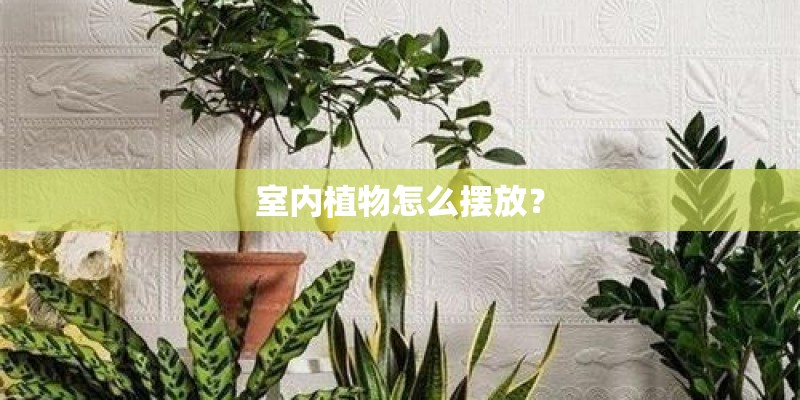 室内植物怎么摆放？
