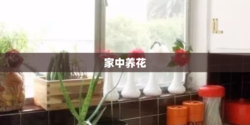家中养花