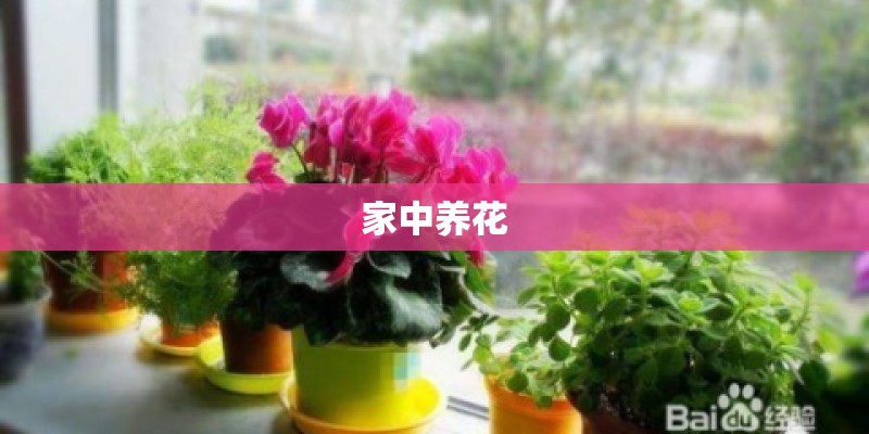 家中养花