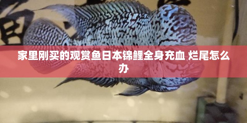 家里刚买的观赏鱼日本锦鲤全身充血 烂尾怎么办