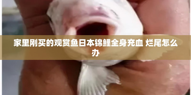 家里刚买的观赏鱼日本锦鲤全身充血 烂尾怎么办