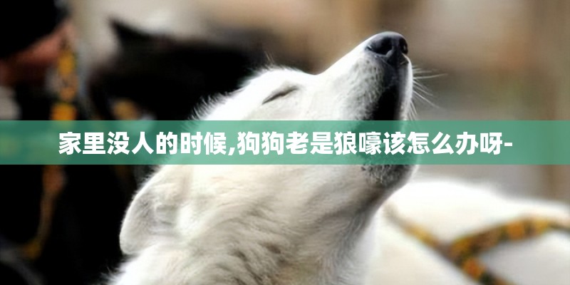 家里没人的时候,狗狗老是狼嚎该怎么办呀-