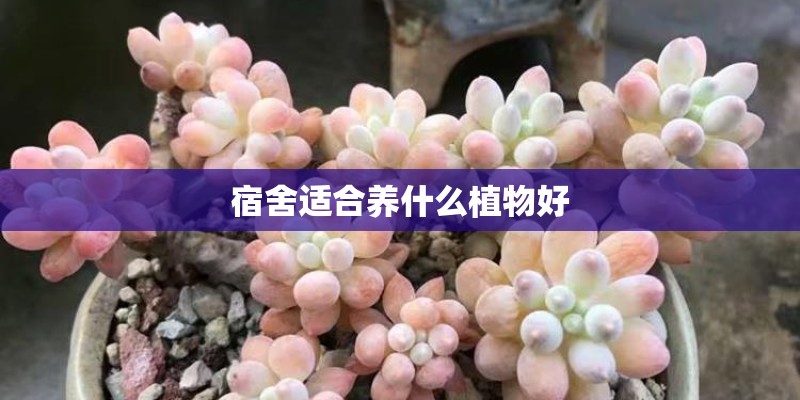 宿舍适合养什么植物好