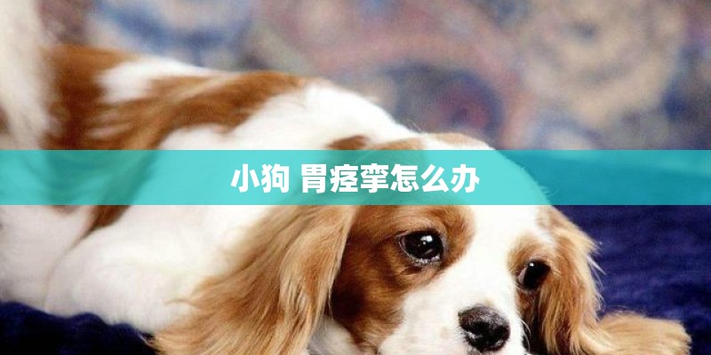 小狗 胃痉挛怎么办