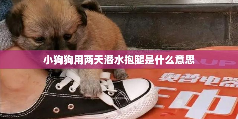 小狗狗用两天潜水抱腿是什么意思