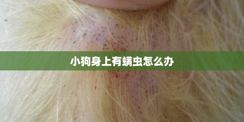 小狗身上有螨虫怎么办