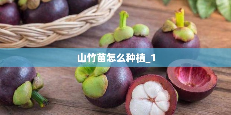 山竹苗怎么种植_1