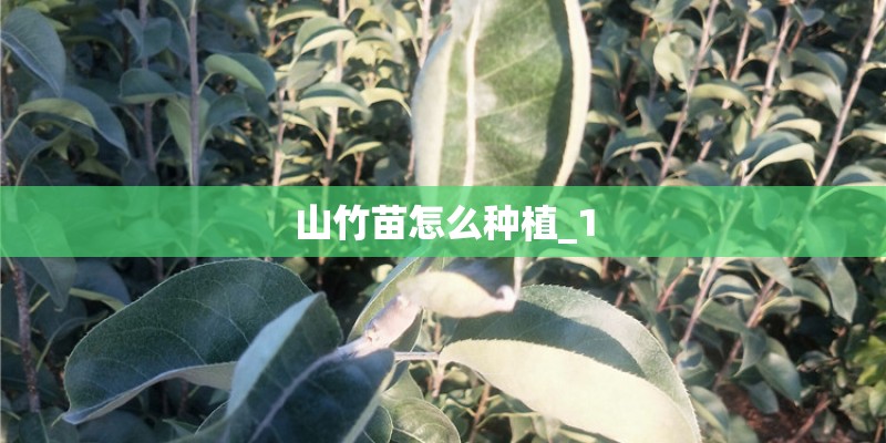山竹苗怎么种植_1