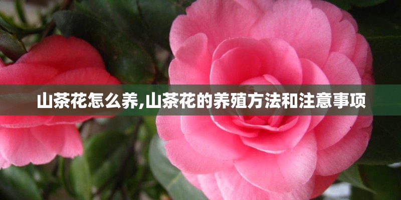 山茶花怎么养,山茶花的养殖方法和注意事项
