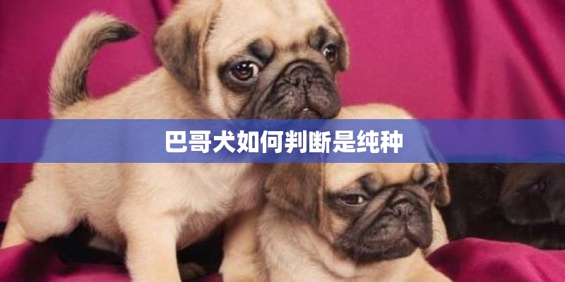 巴哥犬如何判断是纯种