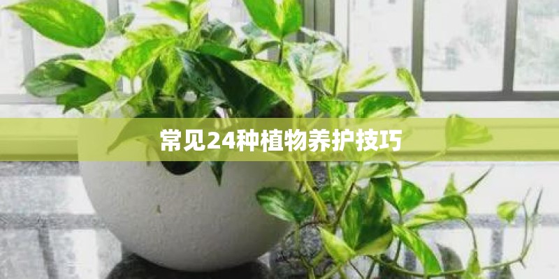 常见24种植物养护技巧