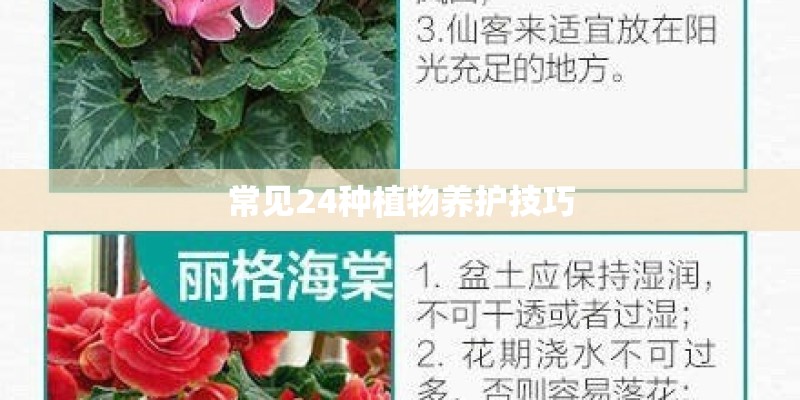 常见24种植物养护技巧
