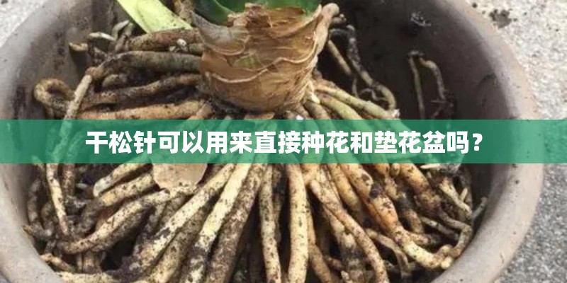 干松针可以用来直接种花和垫花盆吗？