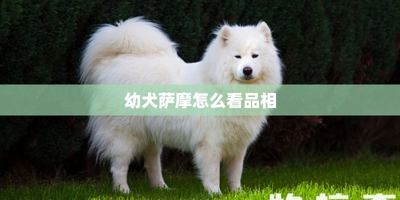 幼犬萨摩怎么看品相