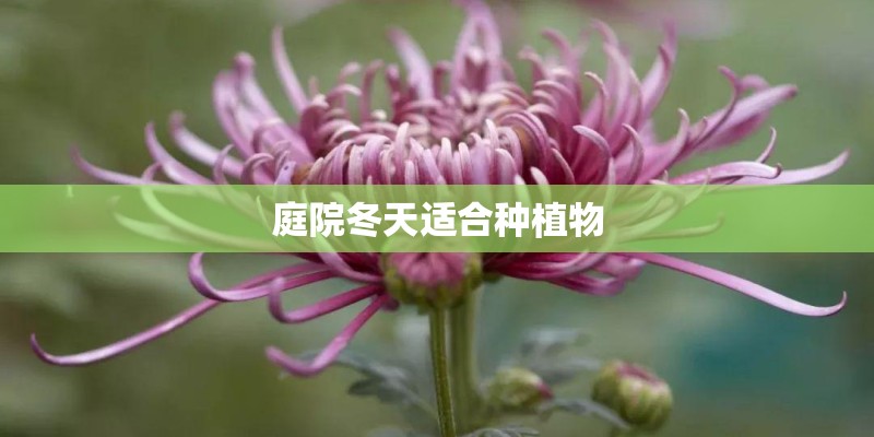 庭院冬天适合种植物