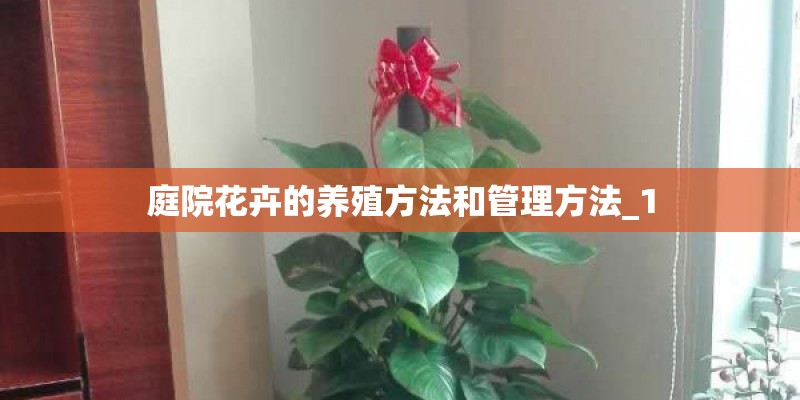 庭院花卉的养殖方法和管理方法_1